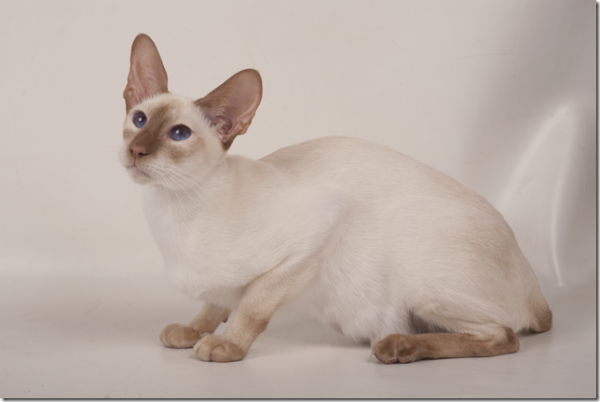 Siamese Cat Colors Chart Fascinating Facts Siamese Of Day