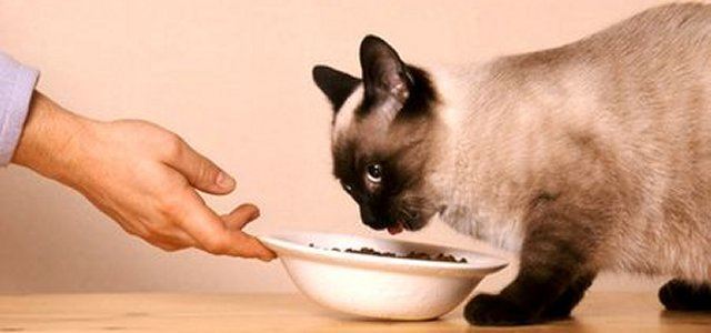 best cat food for siamese cats