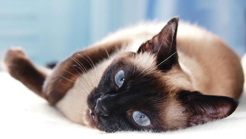 Siamese Cat