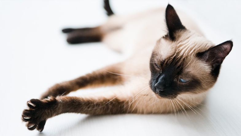 Train a Siamese Cat