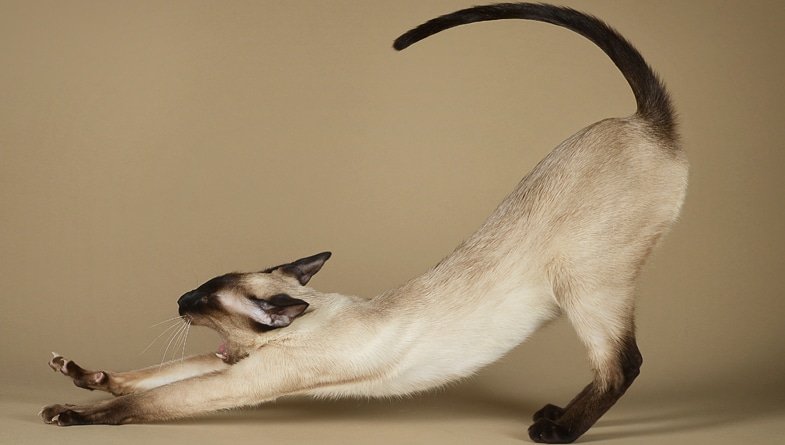 How Much Do Siamese Cats Cost?