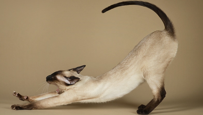 Siamese cats are a unique friendly breed of cats that ...