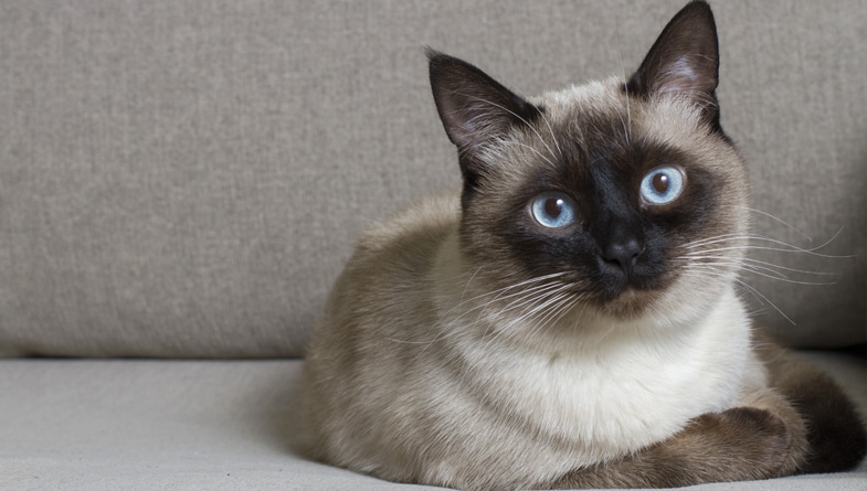 1 year old siamese cat