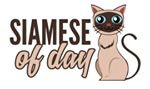 Siamese Of Day