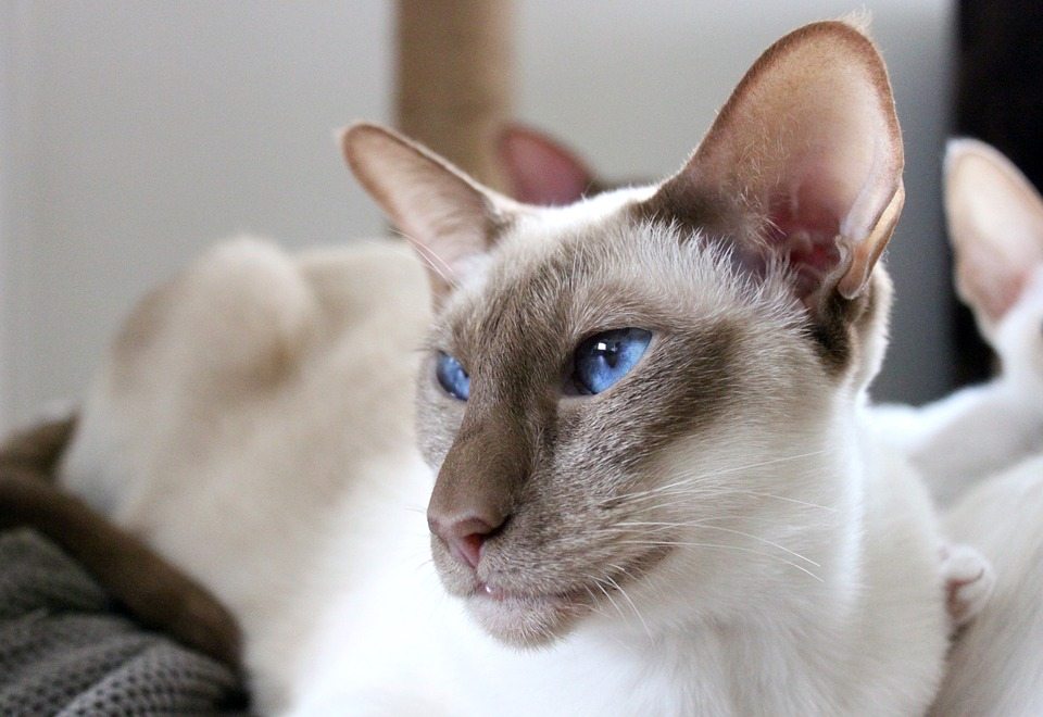 Siamese Cat Colors Chart | Fascinating Facts | Siamese of Day