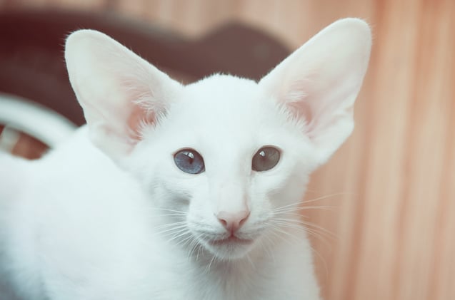Siamese cat Foreign White