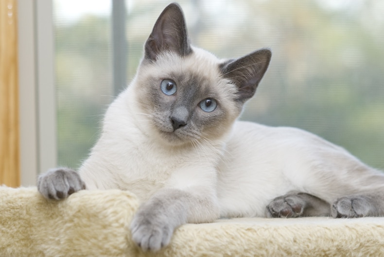 Siamese Cat Colors Chart Fascinating Facts Siamese of Day