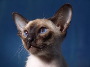  Blue-Point Siamese Cat