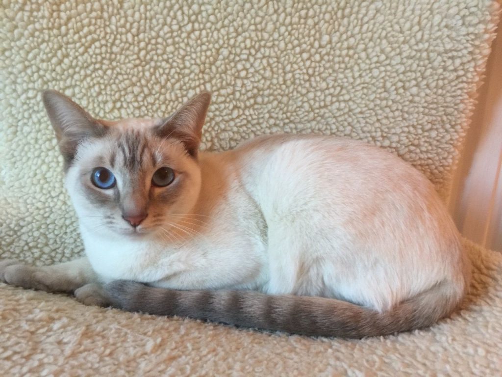 Siamese Cat Colors Chart | Fascinating Facts | Siamese of Day