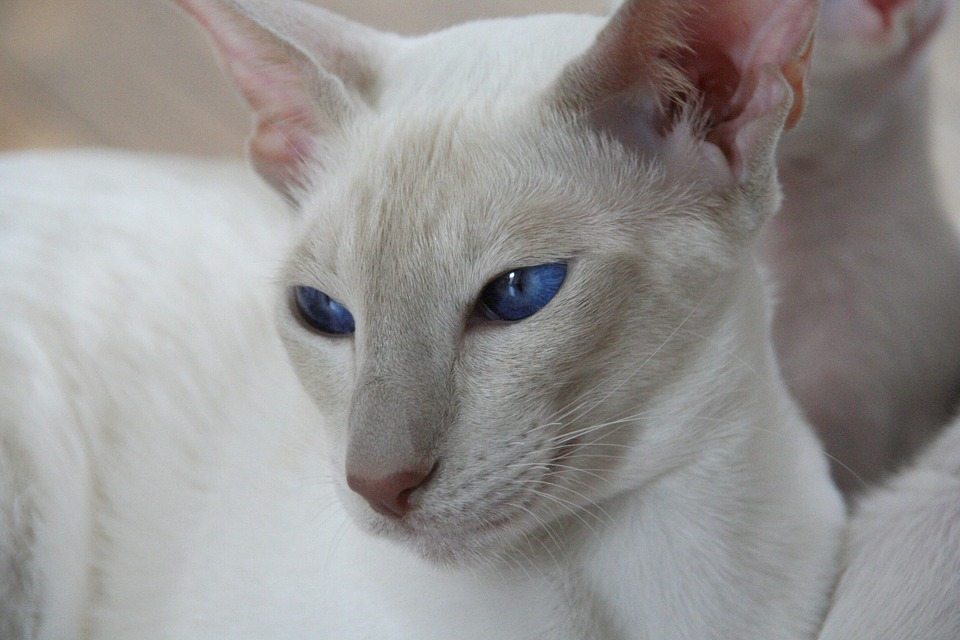 Siamese Cat Colors Chart Fascinating Facts Siamese of Day