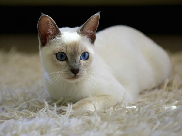 Siamese Cat Color Chart