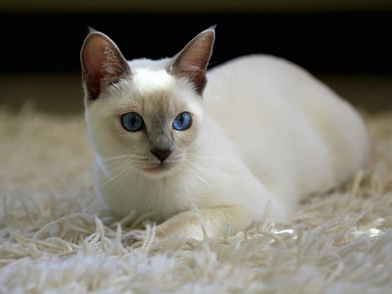 Siamese Cat Colors Chart Fascinating Facts Siamese of Day