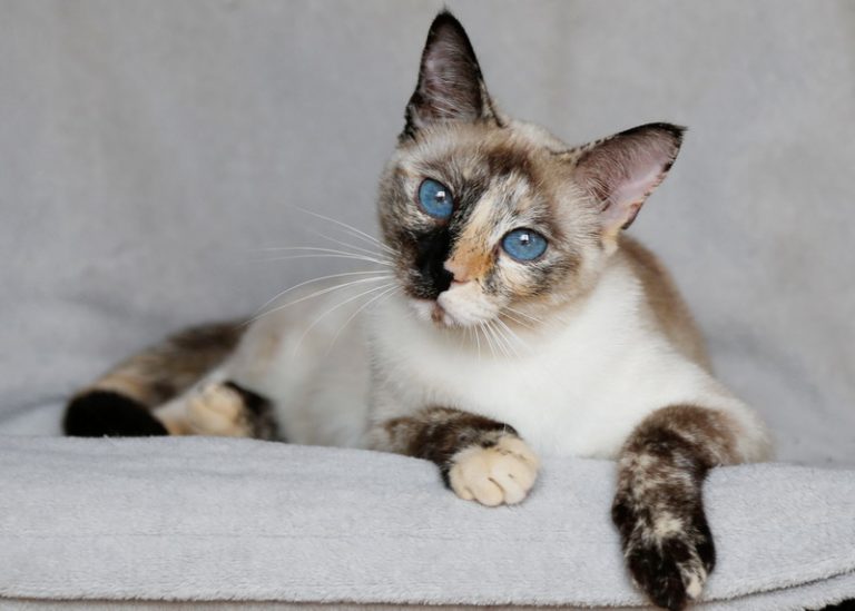 photo of tabby siamese cat