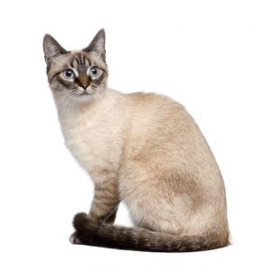Siamese cat Tabby Points