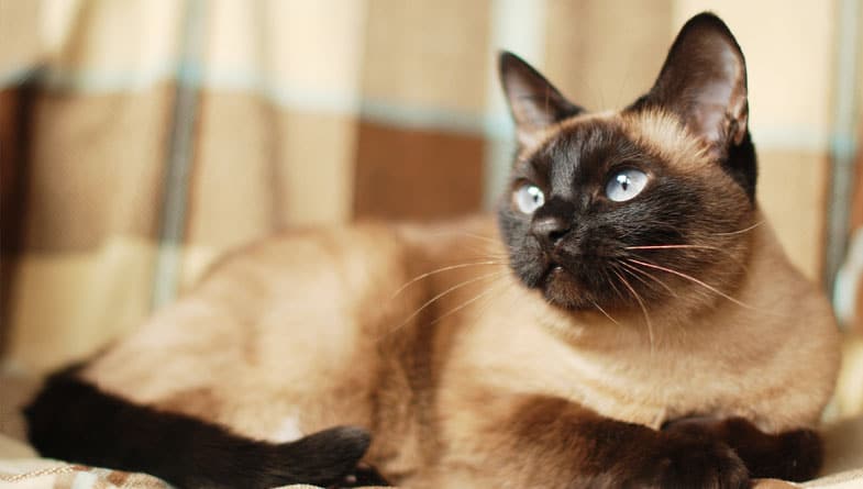 Do Siamese Cats Get Along with Other Cats?