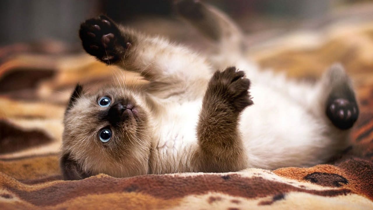 Tips and Tricks Train a Siamese Cat