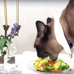 What is the Best Diet for a Siamese Cat?