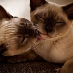 How to Teach Your Kids to Care for Their Siamese Cat?