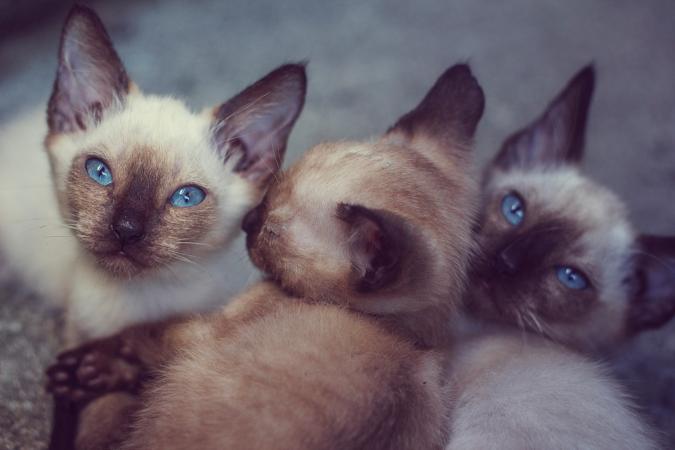 Siamese Cat Breeders