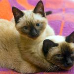 Does Your Aging Cat Need a New Diet and Lifestyle?