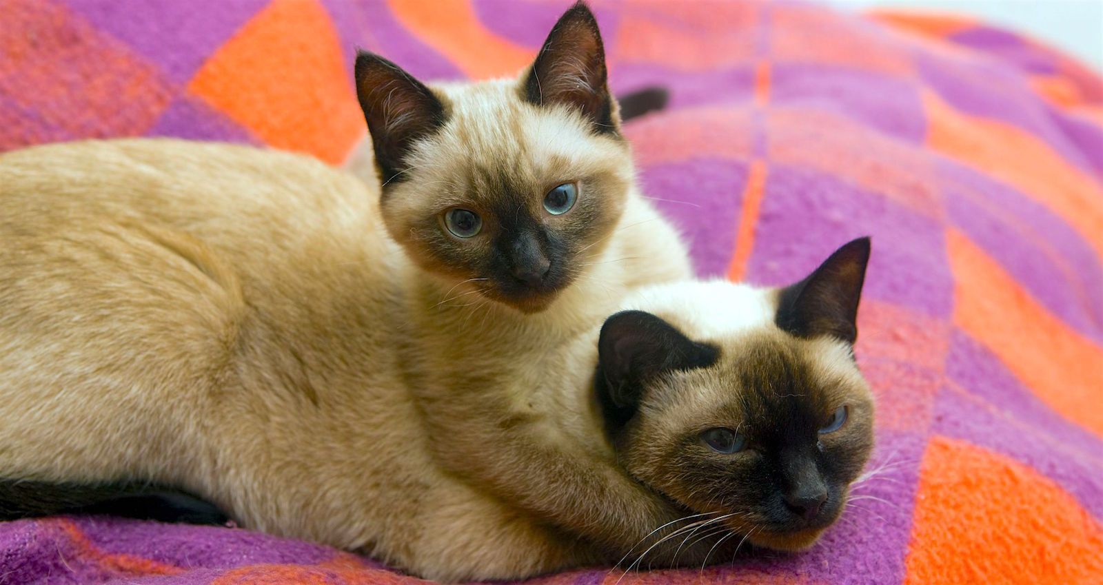 siamese cat