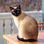 Siamese Cat Breeders and Shows