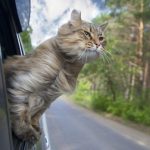How to Travel with Your Cat in The Car?