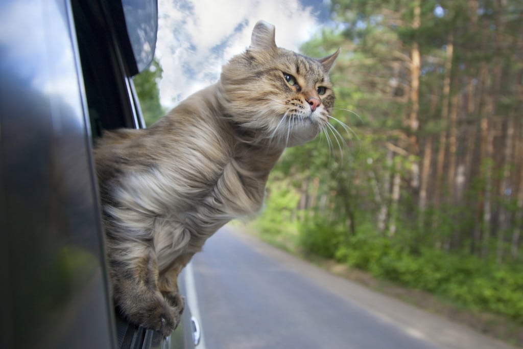 Traveling Cat