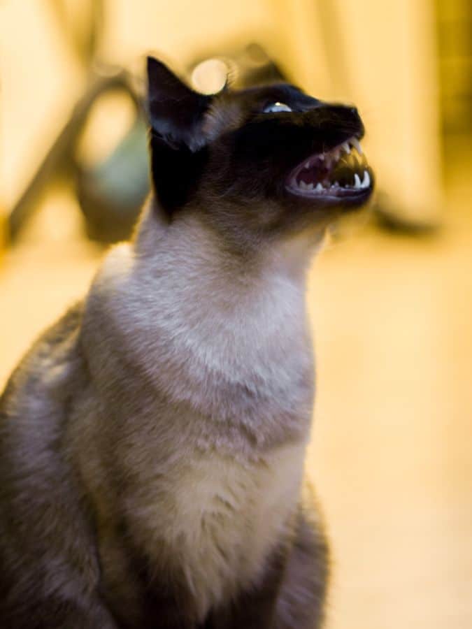 Siamese Cat Teeth Grinding Causes, Reason & Tips to Prevent