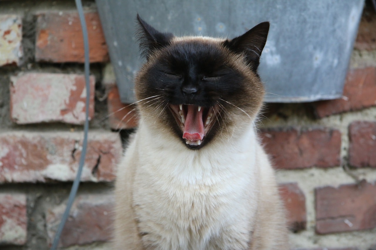 siamese cat teeth griending