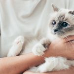 How to Bond with Your Siamese Cat: A Step-by-Step Guide