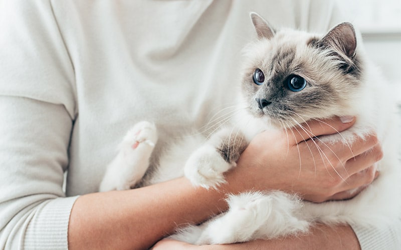 bond with siamese cat