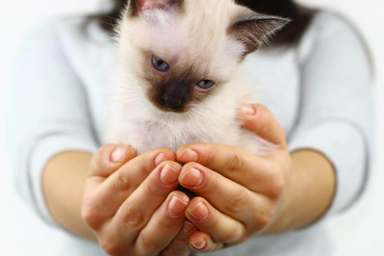 bond with siamese cat