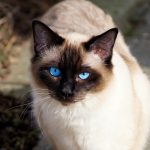 What Is the Expected Life Span of a Blue-Point Siamese Cat?