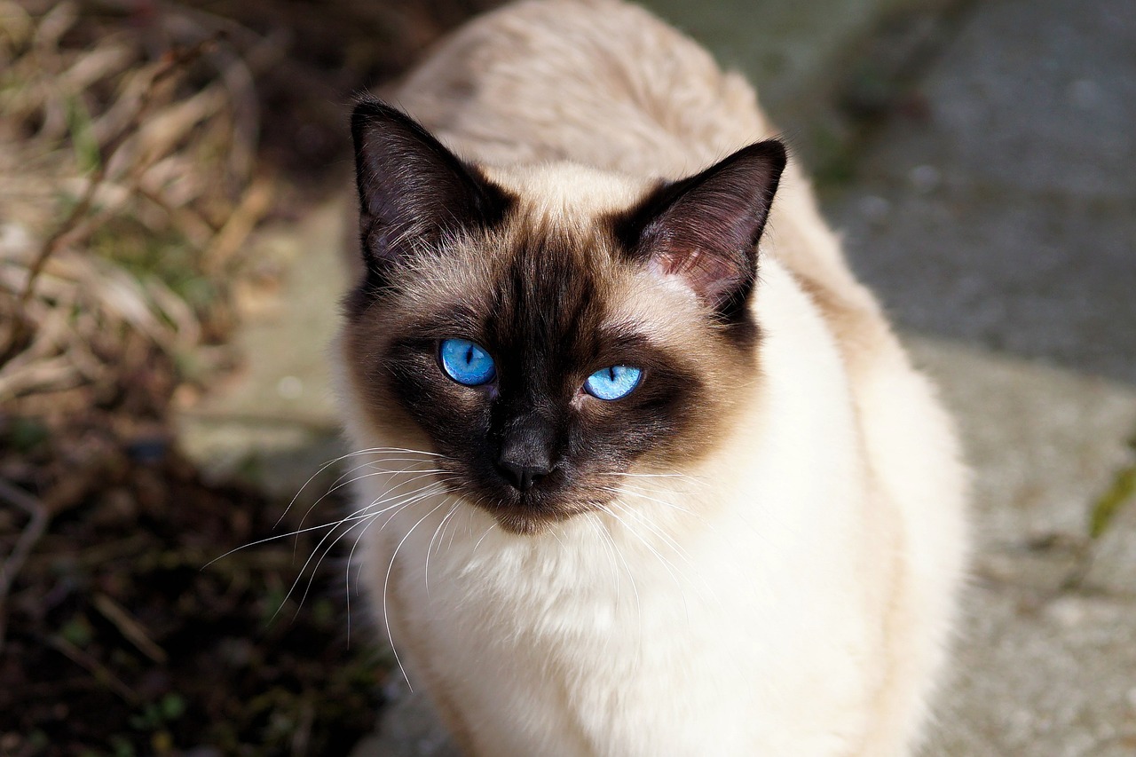 Blue-Point Siamese Cat 