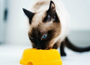 food for Siamese Cats