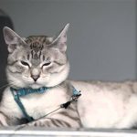 All About the Lynx Point Siamese Cats!