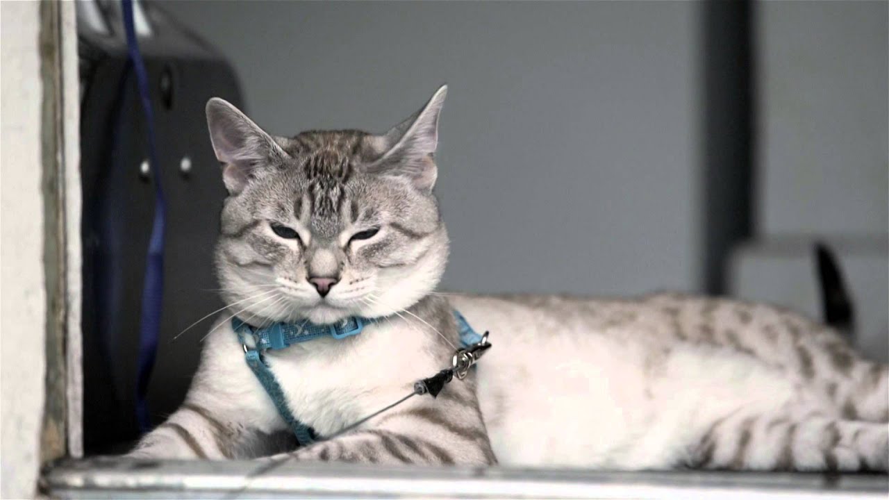 tabby point siamese vs lynx point