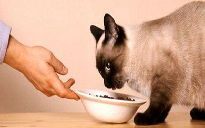 Cat food for Siamese Cats