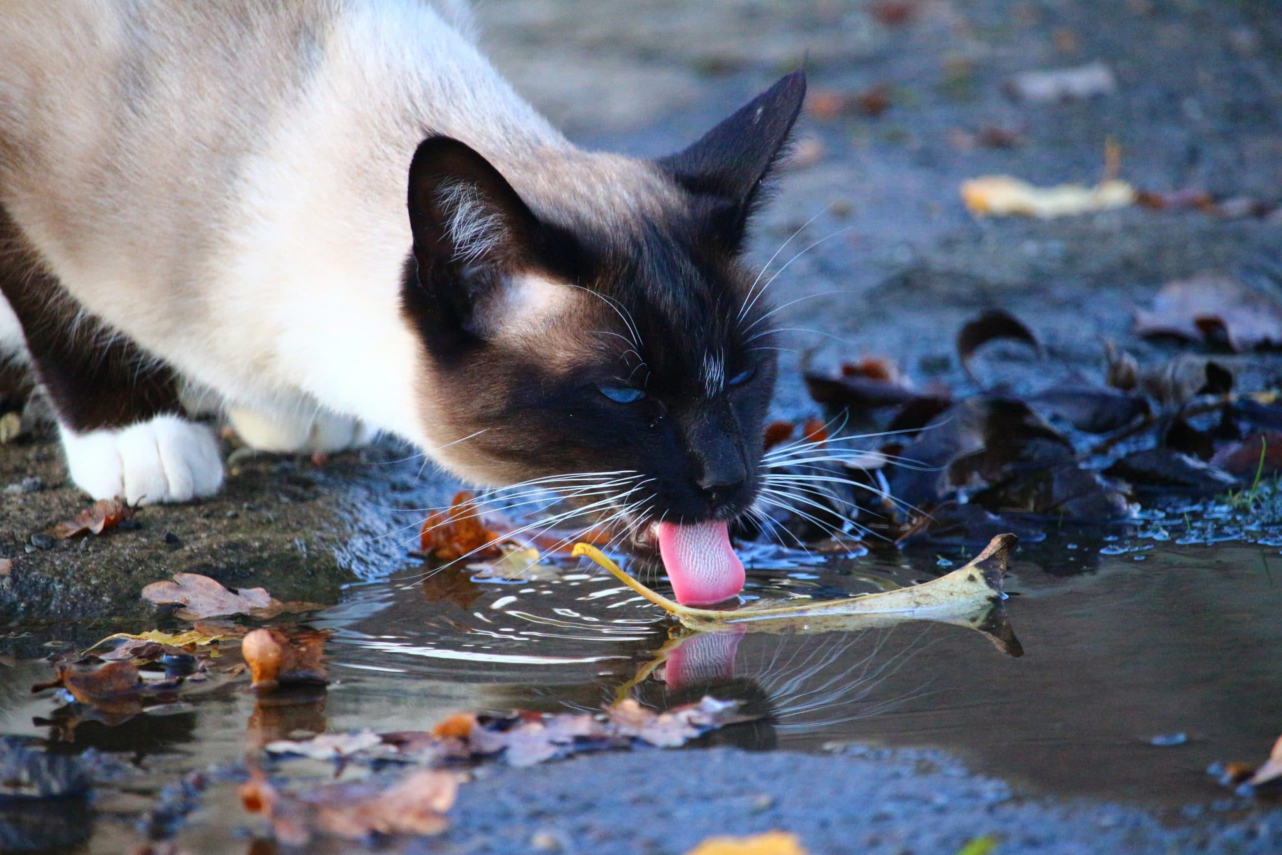 Siamese Breed Seal Point