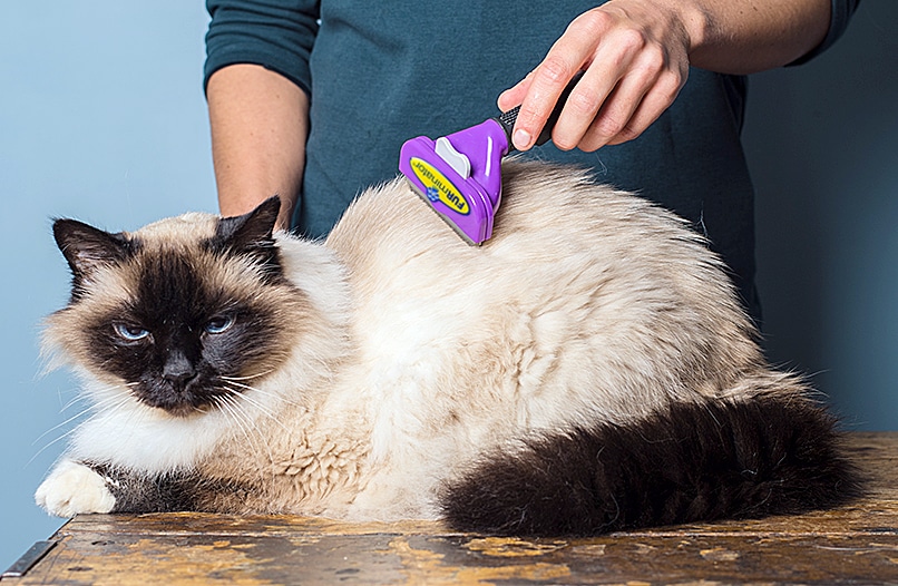 grooming a long haired Siamese cat