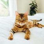 Bengal Cat Information and Guide