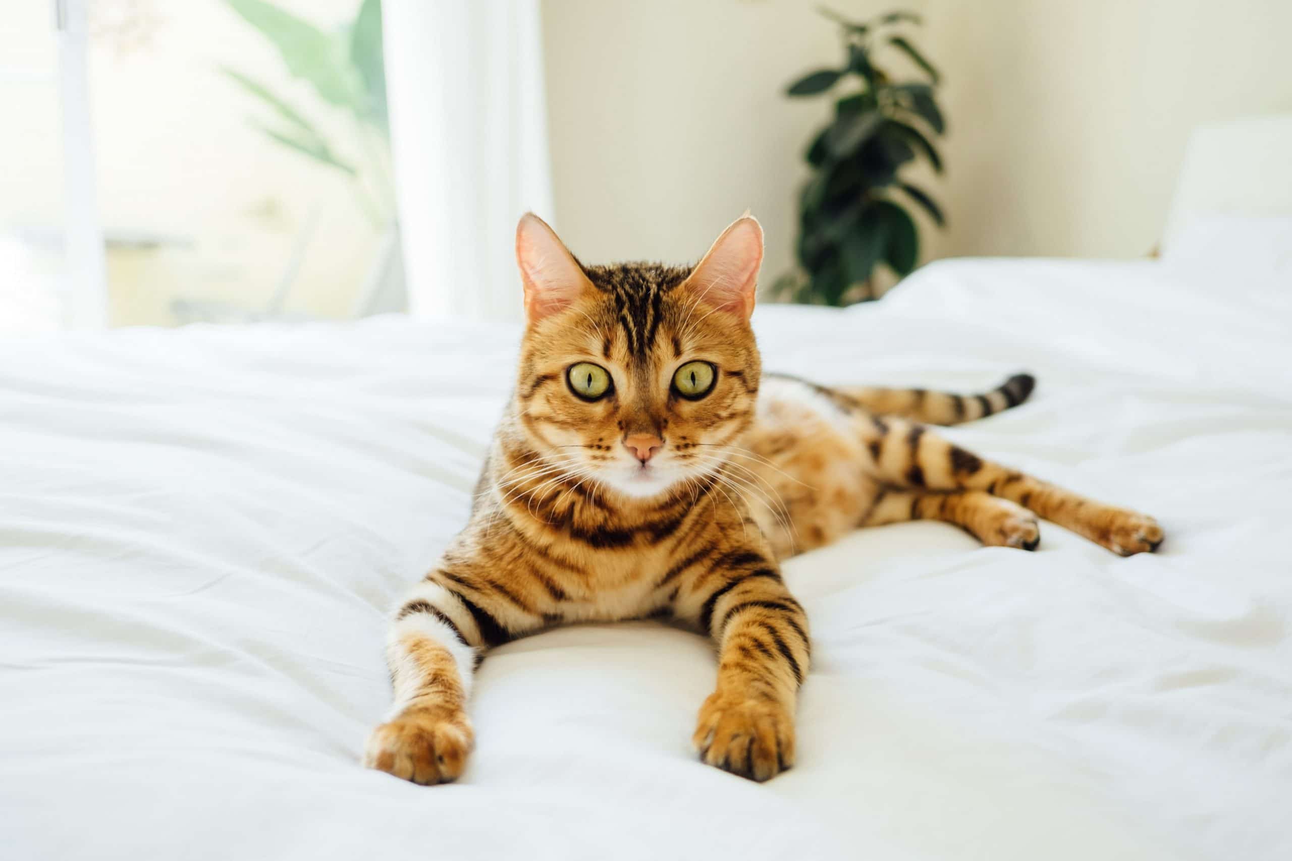 Bengal cat