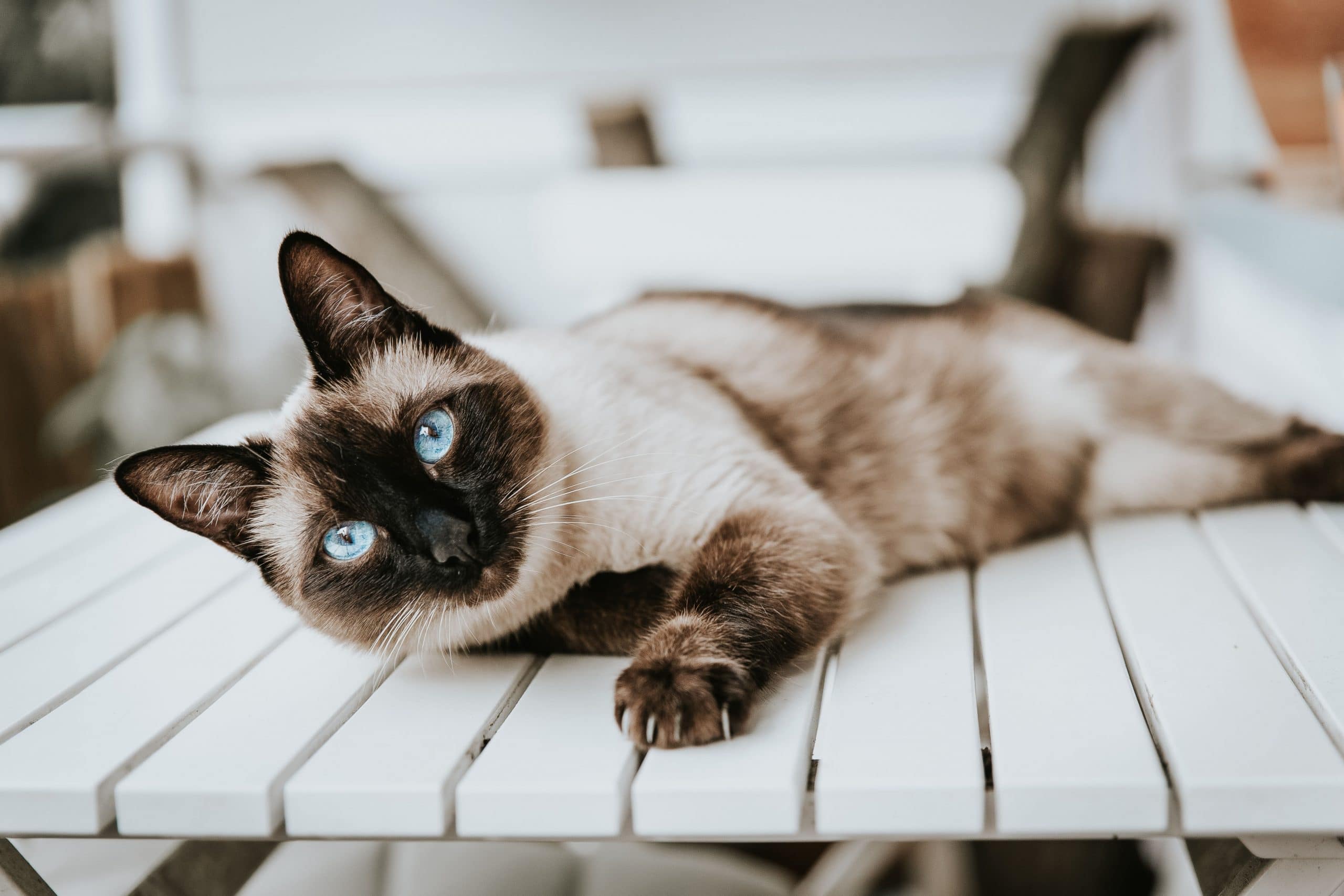 Siamese Cat Color Chart