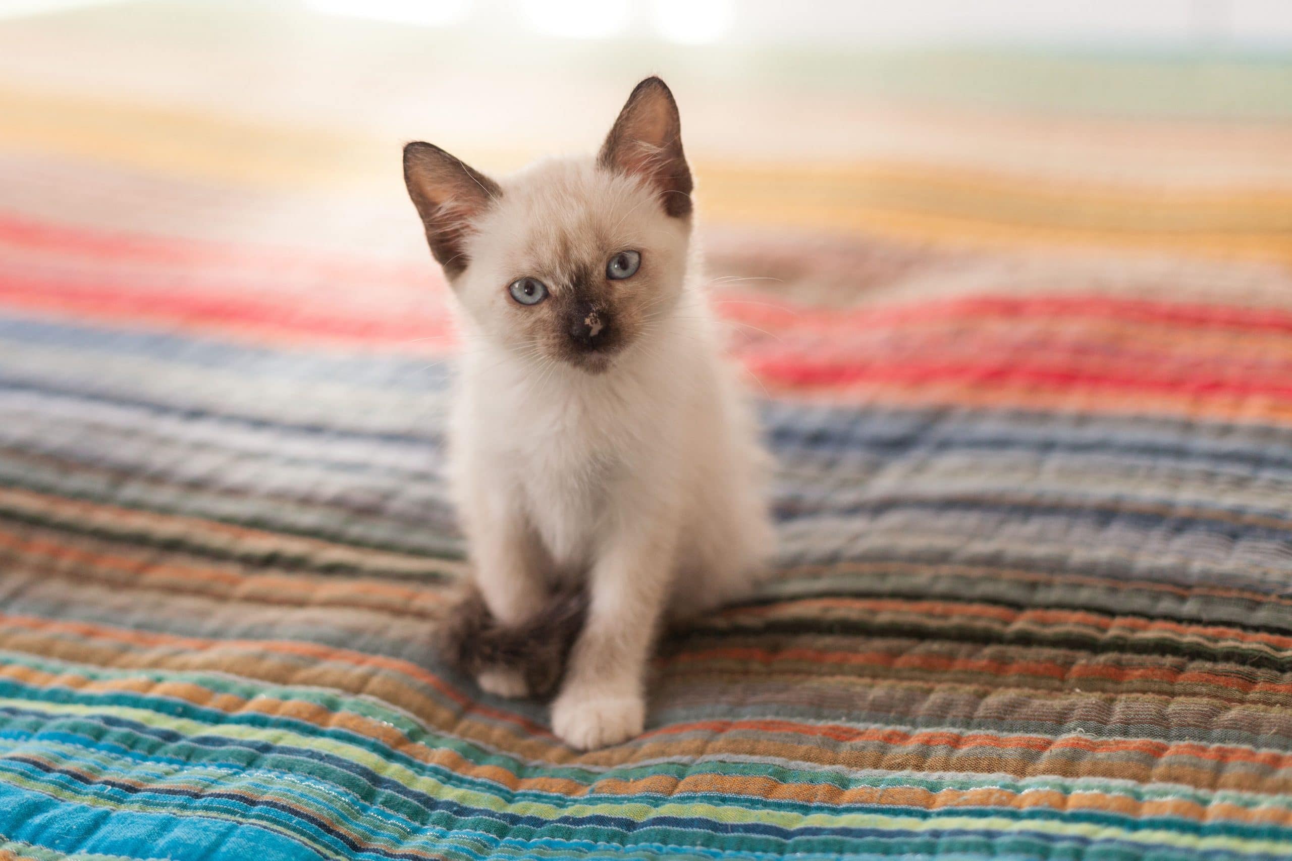 Siamese Cat Colors