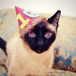 Kitten Birthday Party Ideas