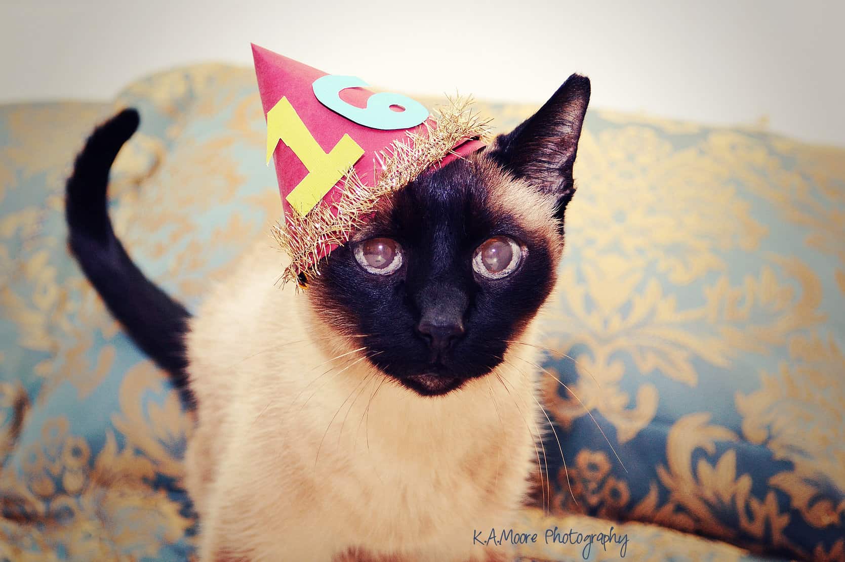 Kitten Birthday Party