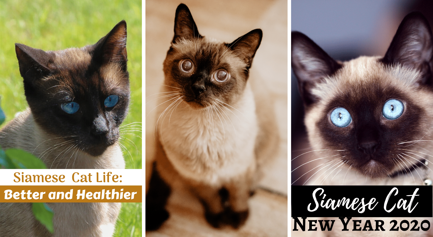 Siamese Cat Halloween Costume 2022