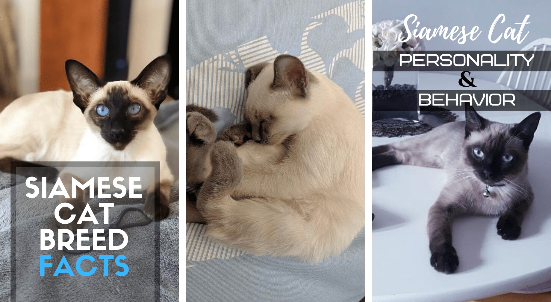 Siamese Cat Personality