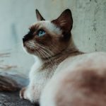 What Games and Exercise Siamese Cat like to do and play?